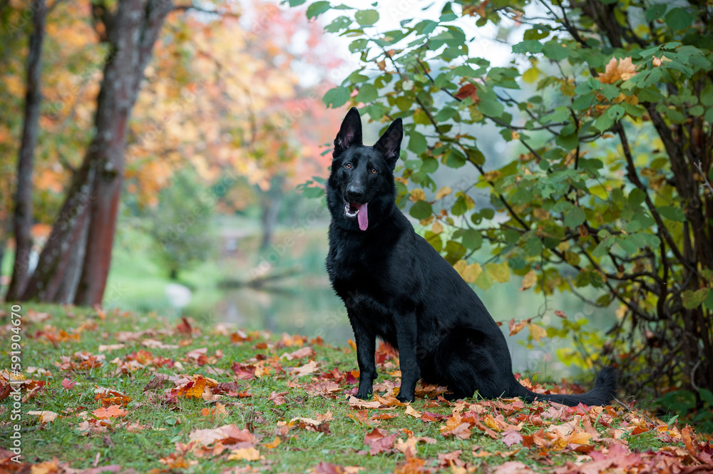 Black German Shepherd Dog Sitting on the grass. Autumn Leaves in Background. Open Mouth, Tongue Out. Black German Shepherd Dog Sitting on the grass. Autumn Leaves in Background. Open Mouth, Tongue Out.
