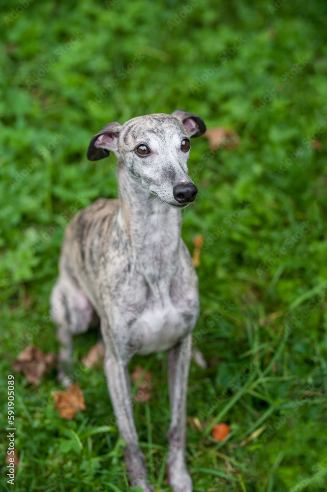Whippet Dog Sitting on the Grass. Portrait. Whippet Dog Sitting on the Grass. Portrait.