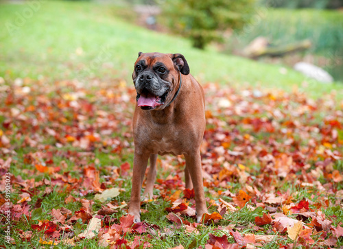 Boxer Breed Dog on the grass. Autumn Leaves in Background
