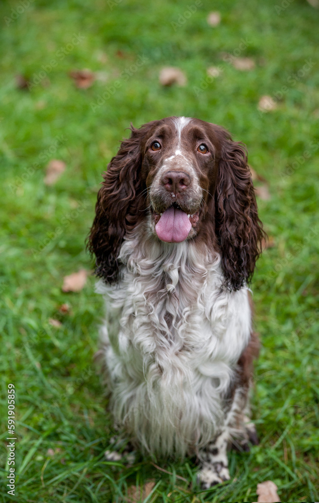English Springer Spaniel Dog Sitting on the grass. Portrait. Open Mouth Tongue Out.