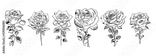 The Six Roses Coloring Book showcases six distinct roses, each with its unique design, portrayed through captivating illustrations.