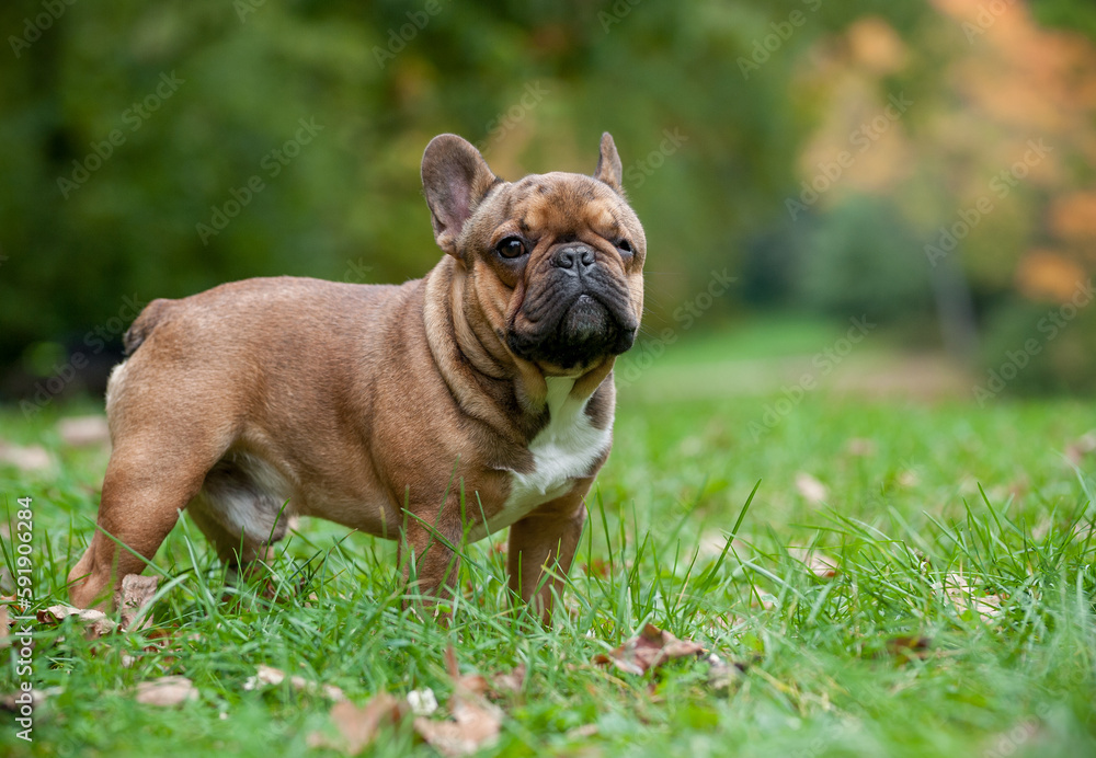 French Bulldog on the grass. Portrait French Bulldog on the grass. Portrait