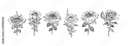 The Six Roses Coloring Book showcases six distinct roses, each with its unique design, portrayed through captivating illustrations.