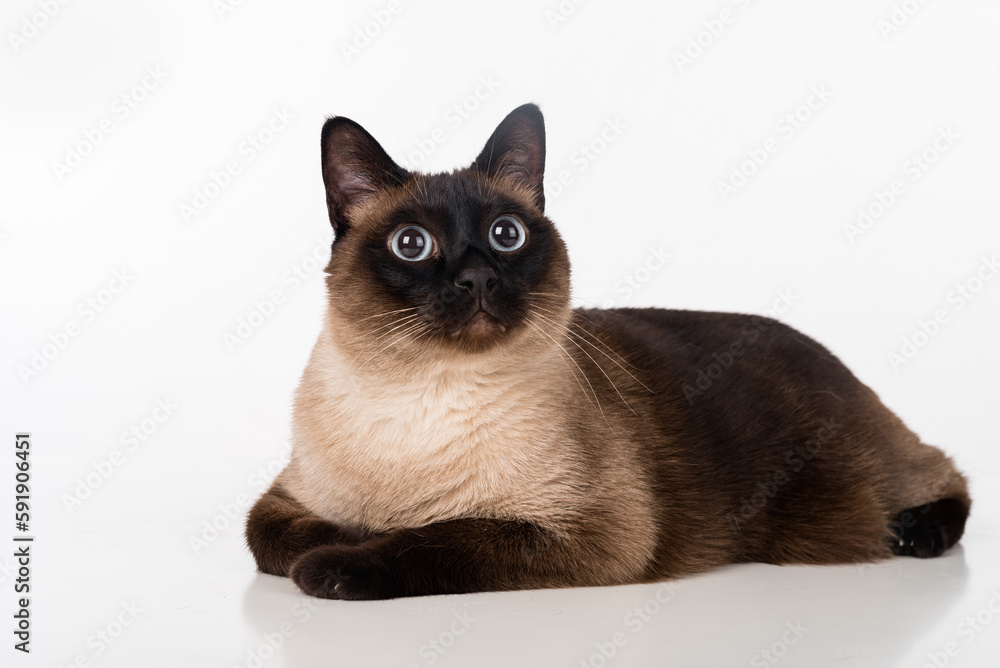 Siamese Cat Lying on the white desk. White background. Looking Up.