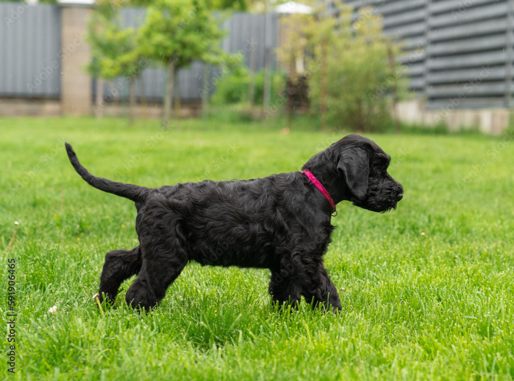 Young Black Riesenschnauzer or Giant Schnauzer dog on the grass.