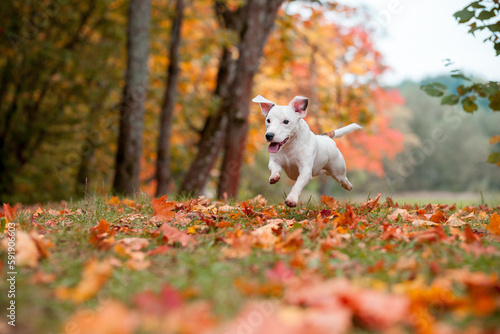 Happy Jack Russell Terrier Dog Lying on the Grass. Autumn Leaves in Background © Mindaugas Dulinskas