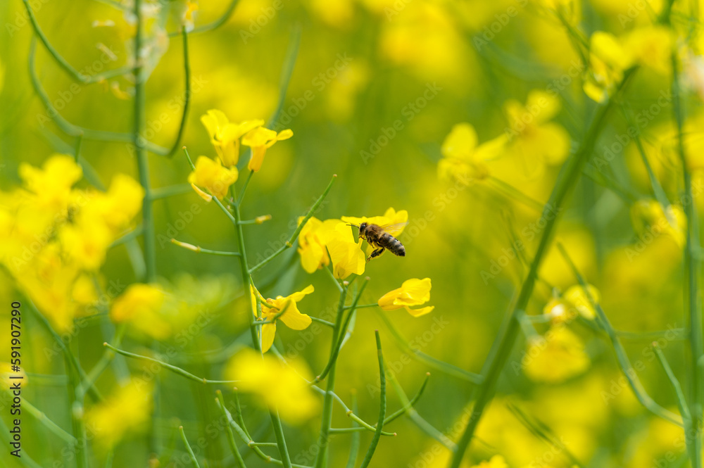 Rapeseed Field and Flying Bee in Background. Beautiful Blooming Scene. Yellow Color. Macro