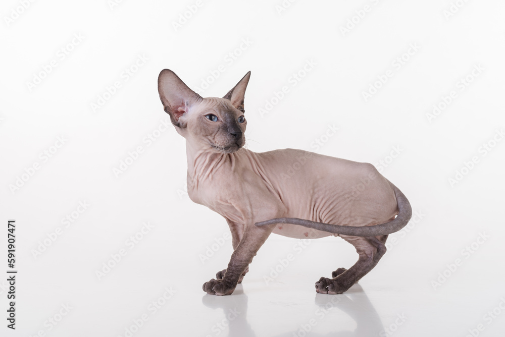 Dark Hairless Very Young Peterbald Sphynx Cat on the white table with reflection. Looking Back.