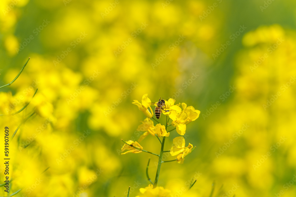 Blooming Rapeseed Field And Flying Bee in Background. Collecting Honey. Macro. Blooming Rapeseed Field And Flying Bee in Background. Collecting Honey. Macro.