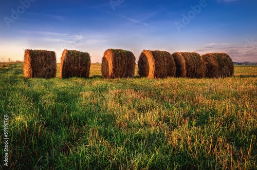 Haystacks on the field. Straw bales drying on a green grass in summer season, Poland.