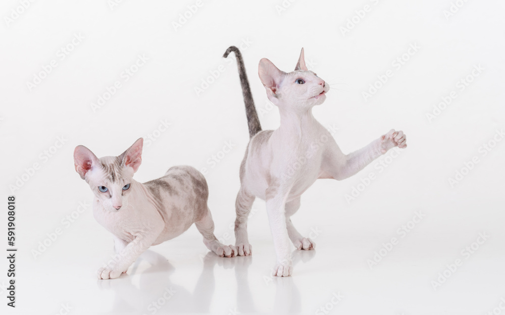 Bright Hairless Very Young Peterbald Sphynx Cats Sitting on the white table with reflection. White background. Playing with leg