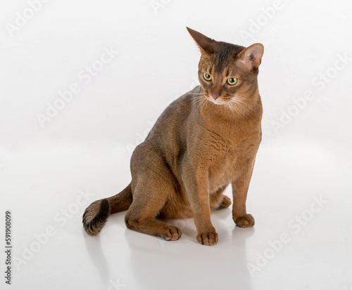 Curious Abyssinian cat sitting on the ground. White background with reflection. © Mindaugas Dulinskas