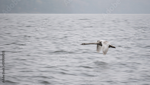 Flying Gray Swan. Panning. Beautiful Wild Animal.