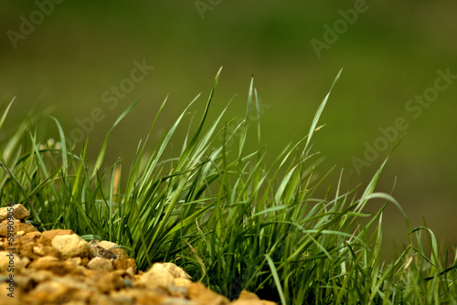 Źdźbła trawy z rozmytym tłem