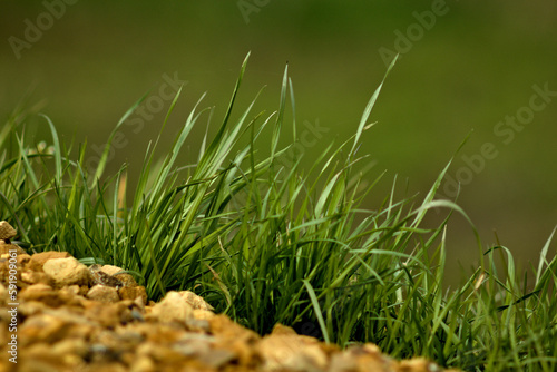 Źdźbła trawy z rozmytym tłem