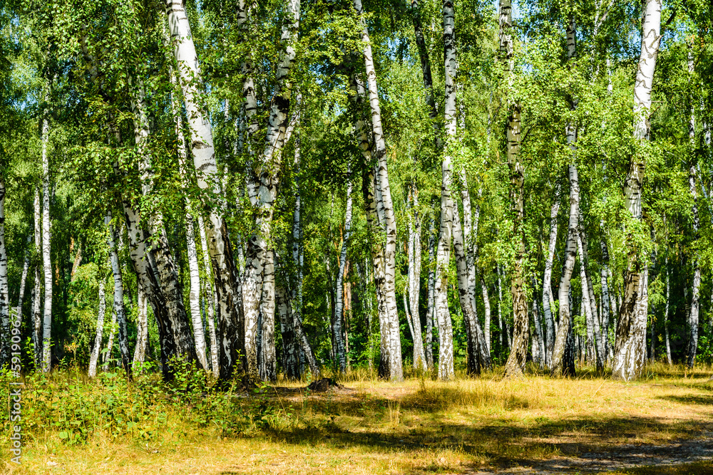 Birch trees in a forest on summer Birch trees in a forest on summer