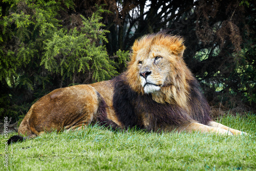 Majestic  dangerous lion lying down on grass