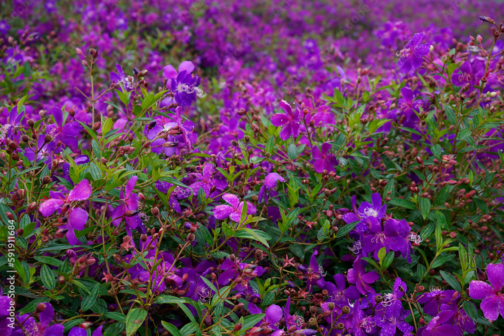 Fototapeta premium Background of purple Melastoma affine flowers field