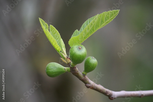 Figuier au printemps avec petites figues en train de pousser