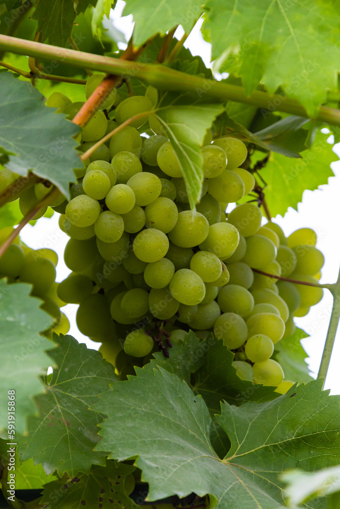Ripe grapes grow on bushes. Bunch of grapes before harvest Ripe grapes grow on bushes. Bunch of grapes before harvest