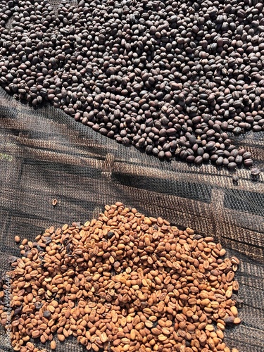 Ethiopian dried and peel  off shell  coffee bean lying to dry in the sun. Bona Zuria, Ethiopia photo