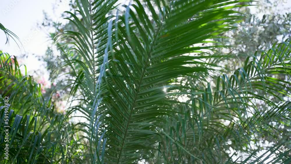 Palm tree. Coconut Palm on the background of the blue sky. The green leaves of the palm tree. The coconut palm is valued for its versatile uses, producing coconut milk, oil and other products. Palm tree. Coconut Palm on the background of the blue sky. The green leaves of the palm tree. The coconut palm is valued for its versatile uses, producing coconut milk, oil and other products.