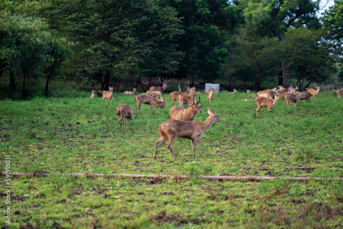 Javan Deer in Bekol Savanna  Baluran National Park