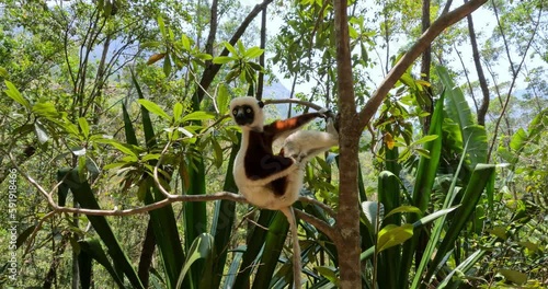 Beautiful Coquerel's sifaka lemur, (Propithecus coquereli). Endangered endemic animal sitting on tree trunk in natural habitat. Reserve Peyrieras Madagascar Exotic, Madagascar wildlife animal.