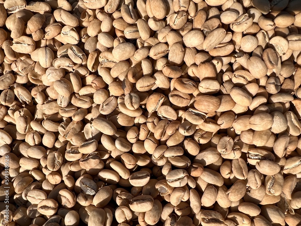 Ethiopian dried and peel off shell coffee bean lying to dry in the sun. Bona Zuria, Ethiopia Ethiopian dried and peel off shell coffee bean lying to dry in the sun. Bona Zuria, Ethiopia