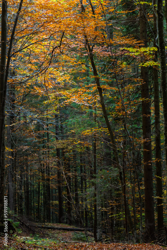 Tall trees of the Carpathian forests, nature reserve in the Carpathians, Ukrainian forests and reserves. Autumn landscape in the forest