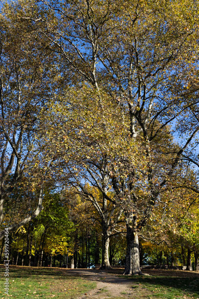 Naklejka premium Fort Greene Park with Colorful Trees during Autumn in Fort Greene Brooklyn of New York City