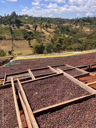 Ethiopian coffee cherries lying to dry in the sun in a drying station on raised bamboo beds. This process is the natural process. Bona Zuria, Sidama, Ethiopia, Africa photo