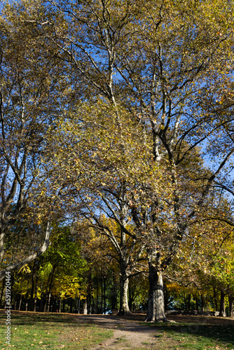Fort Greene Park with Colorful Trees during Autumn in Fort Greene Brooklyn of New York City