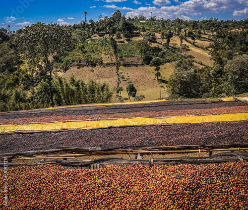 Coffee cherries drying in the sun on plastic sheeting on bamboo shelves in the mountains of the Sidama region.