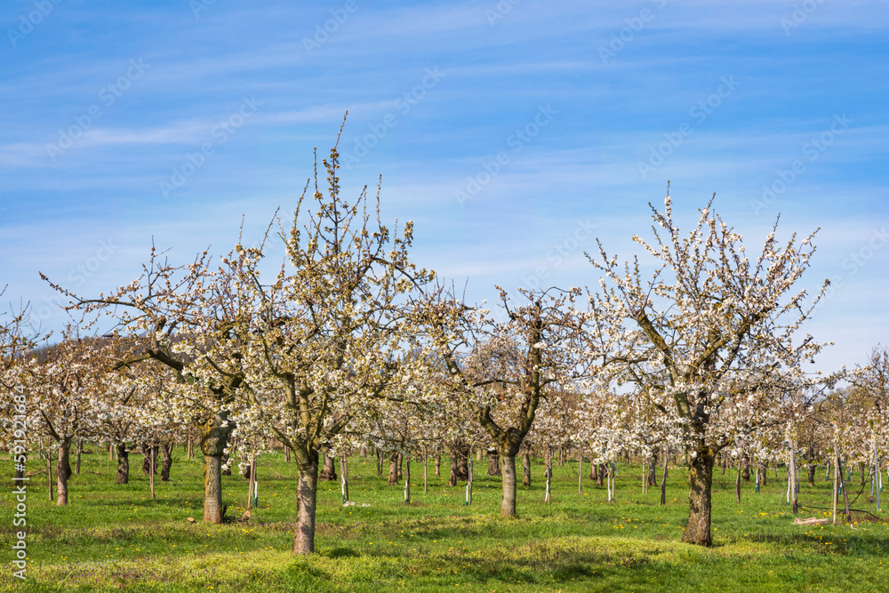 Blossoming cherry trees in Wiesbaden-Frauenstein/Germany in the Rheingau