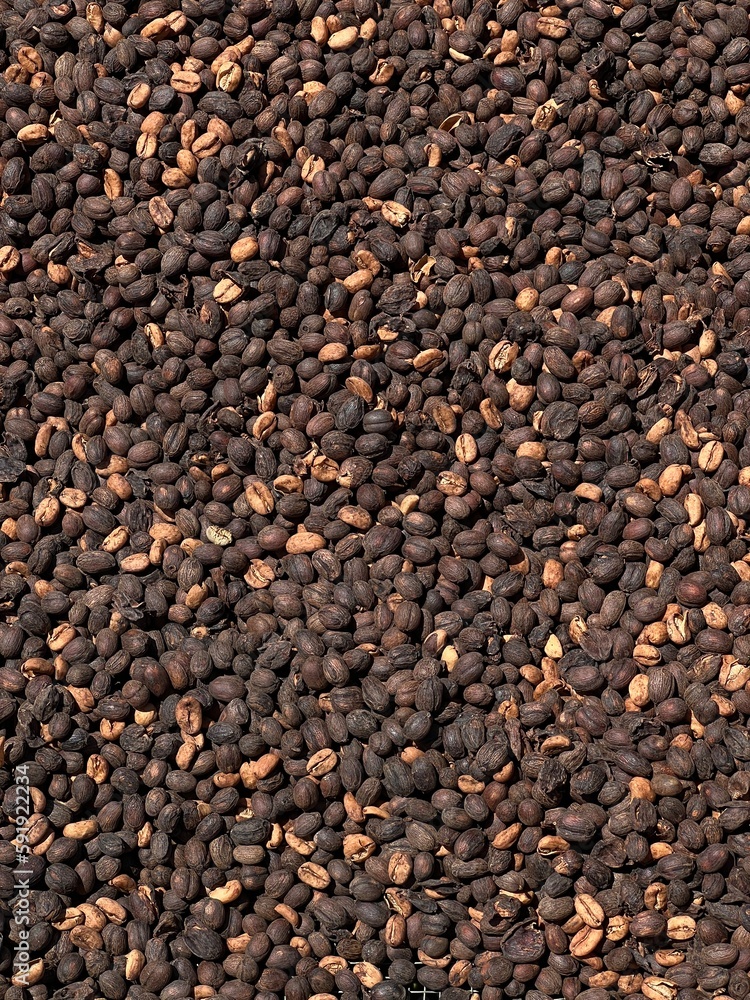 Ethiopian red and green coffee cherries lying to dry in the sun. This process is the natural process. Bona Zuria, Ethiopia Ethiopian red and green coffee cherries lying to dry in the sun. This process is the natural process. Bona Zuria, Ethiopia