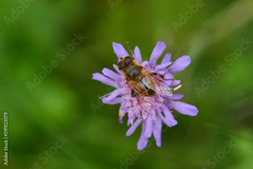 Fototapeta Naklejka Na Ścianę i Meble -  Mistbiene (Eristalis tenax)	auf Skabiose