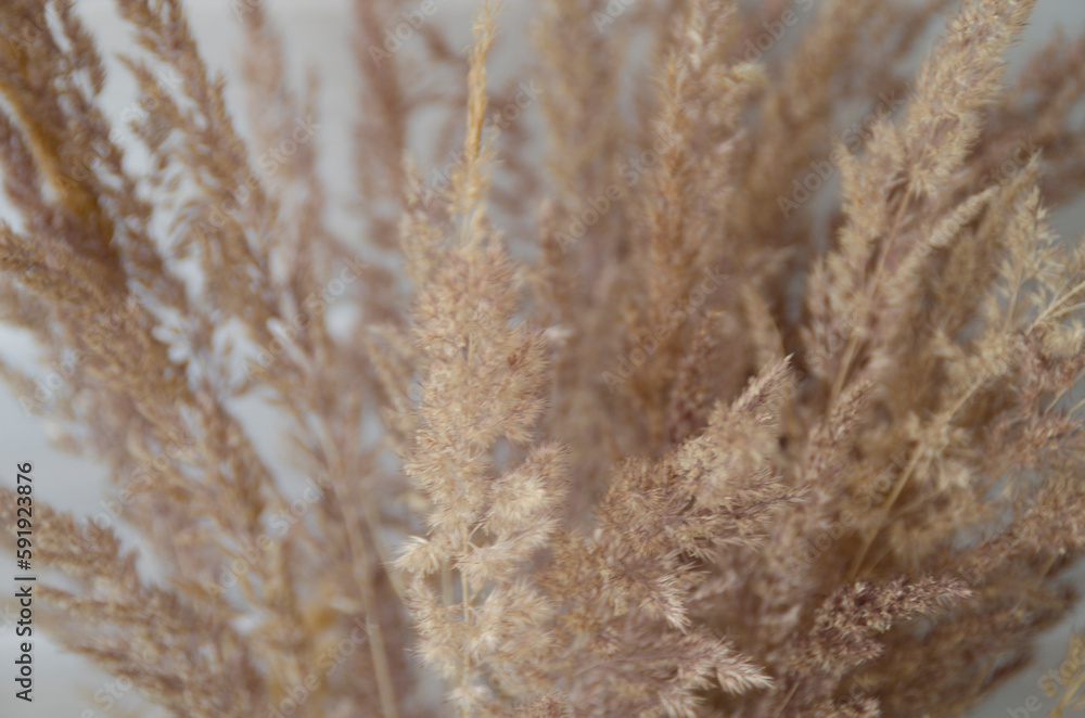 Bunch of dry spikelets in close-up. Design of a cozy balcony, attic, veranda. Scandinavian interior style. Bunch of dry spikelets in close-up. Design of a cozy balcony, attic, veranda. Scandinavian interior style.