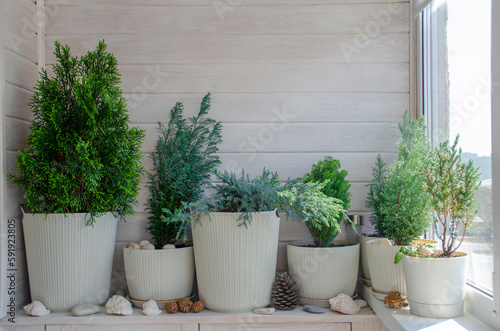 Coniferous plants on a white balcony. Thuja, cypress, juniper. Crop production. Interior design, wooden veranda, cozy balcony, a place for rest and relaxation. Modern stylish loggia.