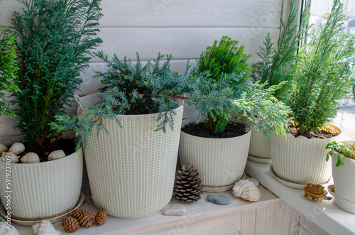 Coniferous plants on a white balcony. Thuja, cypress, juniper. Crop production. Interior design, wooden veranda, cozy balcony, a place for rest and relaxation. Modern stylish loggia.