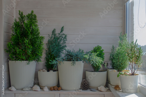 Coniferous plants on a white balcony. Thuja, cypress, juniper. Crop production. Interior design, wooden veranda, cozy balcony, a place for rest and relaxation. Modern stylish loggia.