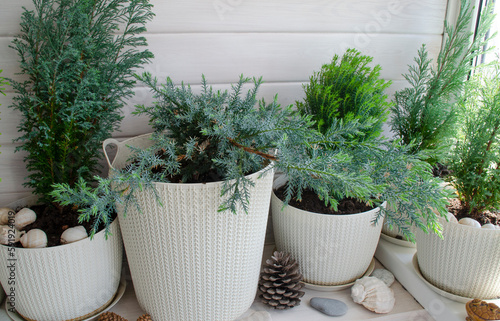 Coniferous plants on a white balcony. Thuja, cypress, juniper. Crop production. Interior design, wooden veranda, cozy balcony, a place for rest and relaxation. Modern stylish loggia.