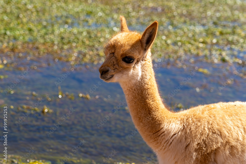 Obraz premium A baby vicuna at the edge of the water near San Pedro de Atacama, Chile. The vicuna (Lama vicugna) is one of the two wild South American camelids.