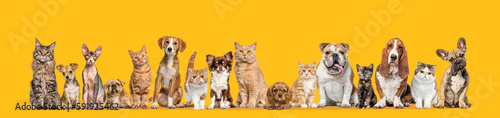 Group of cats and dogs Isolated on orange background. Banner. Remastered