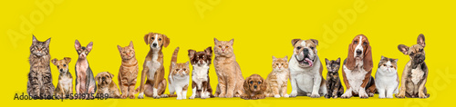 Fototapeta Naklejka Na Ścianę i Meble -  Group of cats and dogs isolated on yellow background, Banner. Remastered.