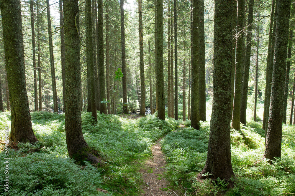 Forest trees. nature green wood sunlight backgrounds