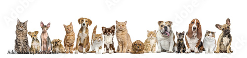 Group of cats and dogs isolated on yellow background, Banner. Remastered.