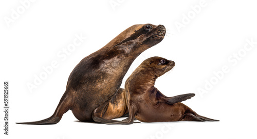 Mother and cub California Sea Lion, isolated on white © Eric Isselée