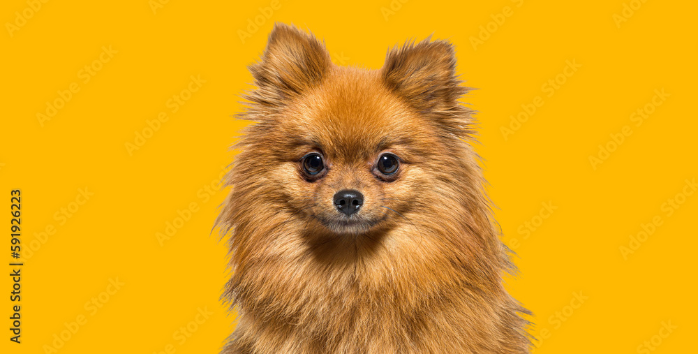 Head shot of a Red Pomeranian dog looking at camera, on orange background Head shot of a Red Pomeranian dog looking at camera, on orange background