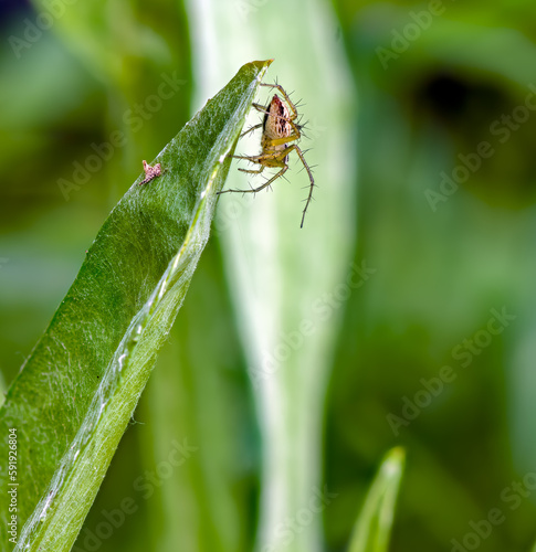 Lynx spider (Oxyopes) courtship